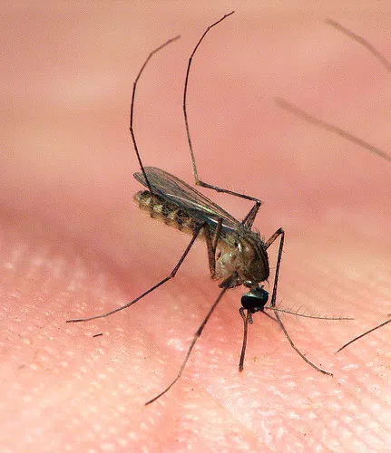 First Human Case of West Nile Virus Reported in Milwaukee County