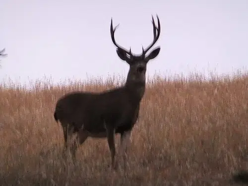 Deer Hunting License Sales On Par with 2018