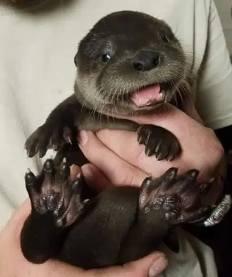 Celebrate World Otter Day at the NEW Zoo