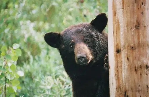 Bear Hunting Application Period For 2021 Season Opens July 1