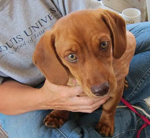 New Year Means New Pet License 