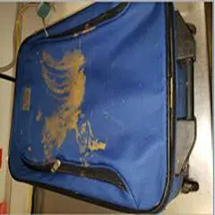 Green Bay Police Searching for Person Responsible for Abandoning Dead Puppy in a Suitcase