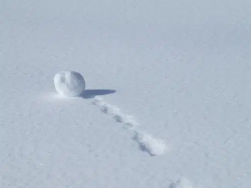 Local Veteran Organization to Host Snow Golf Event at Meadow Links