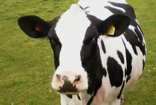 German Researchers Potty-Training Cows To Reduce Emissions