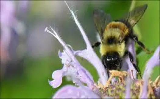 Feds Lay Out Recovery Plan for Endangered Bumble Bee