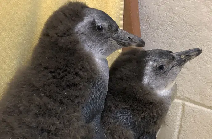 NEW Zoo Allowing the Public to Name a Pair of Penguin Chicks