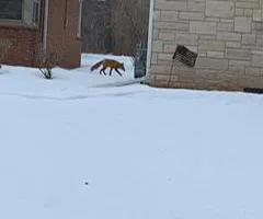 Fox Sighting in Green Bay Neighborhoods, Police Tell Community to Not Approach
