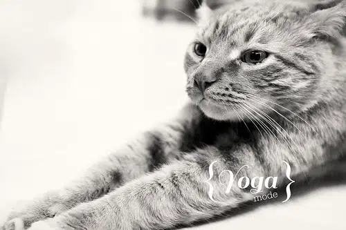 Manitowoc Public Library Hosting Cats on Mats Yoga Event