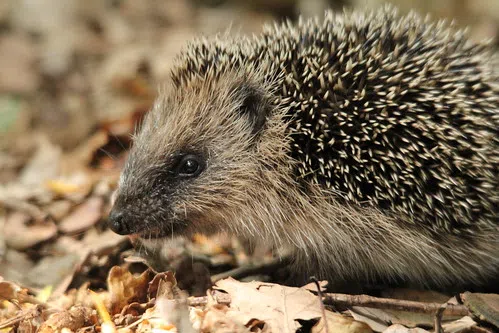 Hedgehog Stolen from Green Bay Wildlife Sanctuary