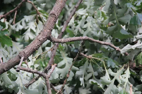 Green Bay Home Damaged by Falling Tree Branch