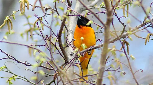 Lake Michigan Shoreline is a Special Place for Migratory Birds