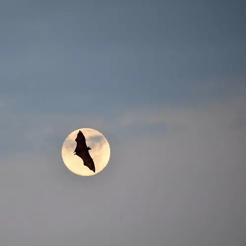 Woodland Dunes Bat Survey Shows Promising Future for the Animals