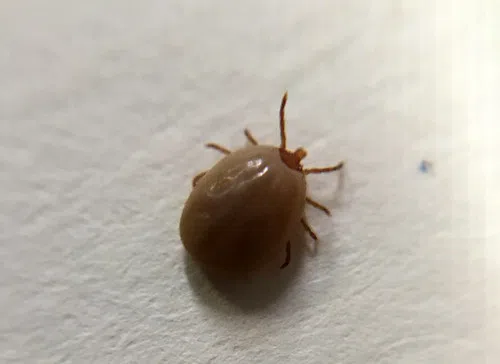 Sheboygan County Public Health Reminding Residents to Be Wary of Ticks