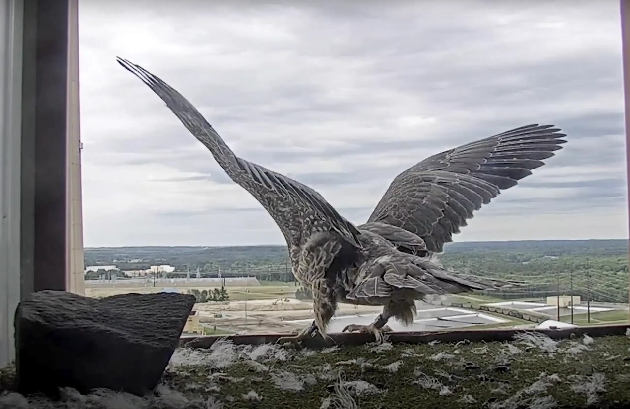 Two Rivers Leadership Discusses Falconry Request from a Citizen