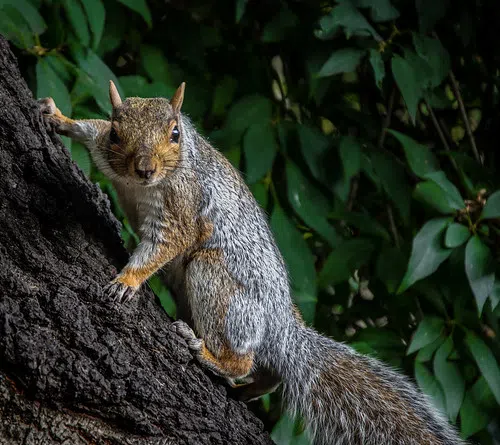 Francis Creek Sportsman Club Hosting a Squirrel Hunt This Weekend