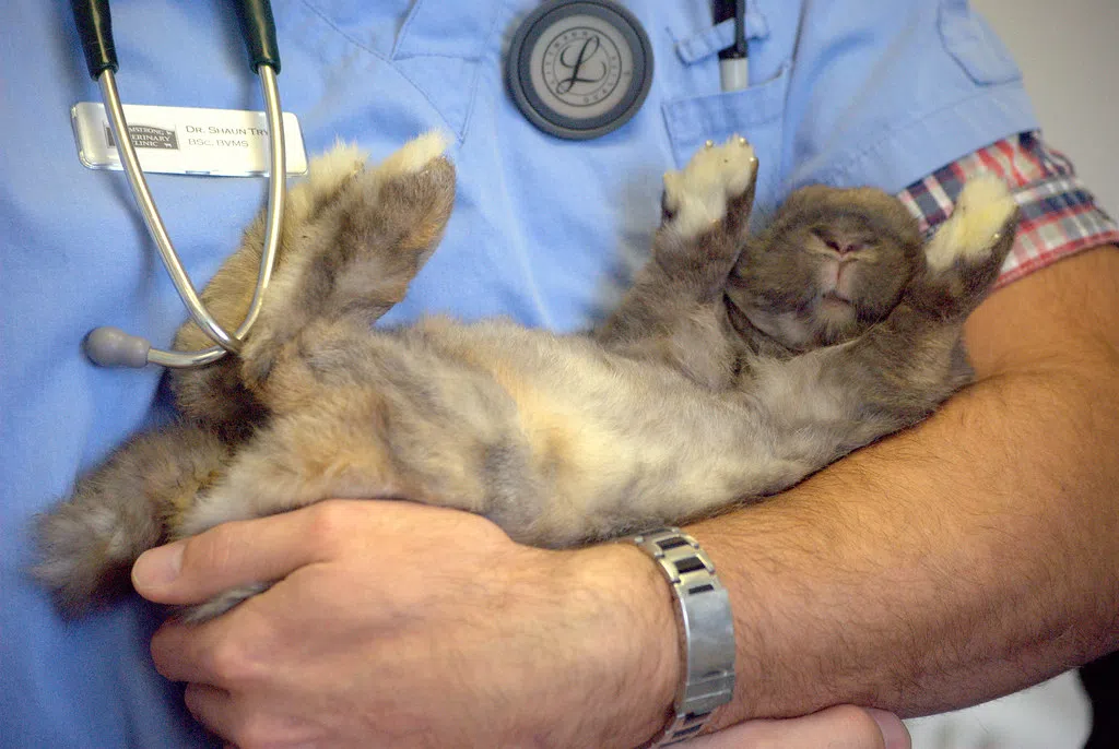 New Program Offers Mental Health, Wellness Resources to Wisconsin Veterinarians
