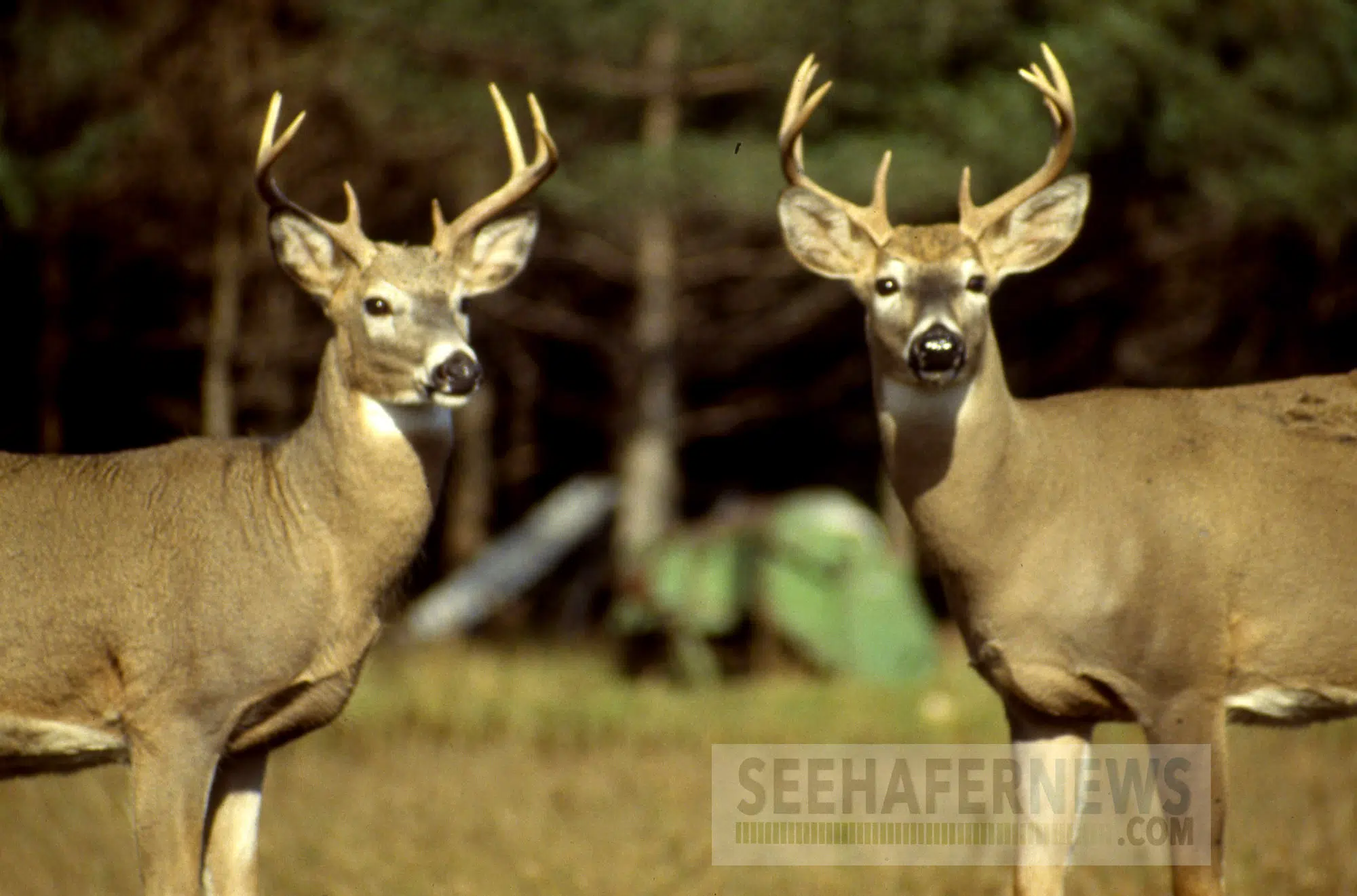 Barkhausen Waterfowl Preserve Hosting Drawing for Deer Permits