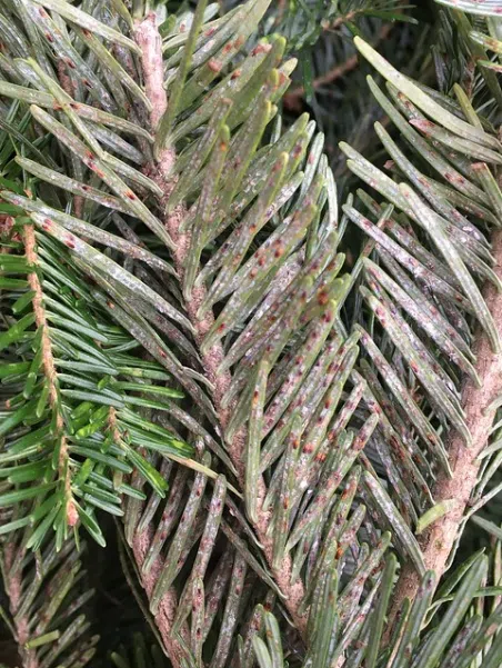 Buy Local Evergreens to Avoid Invasive Plant Pests in Your Holiday Decorations