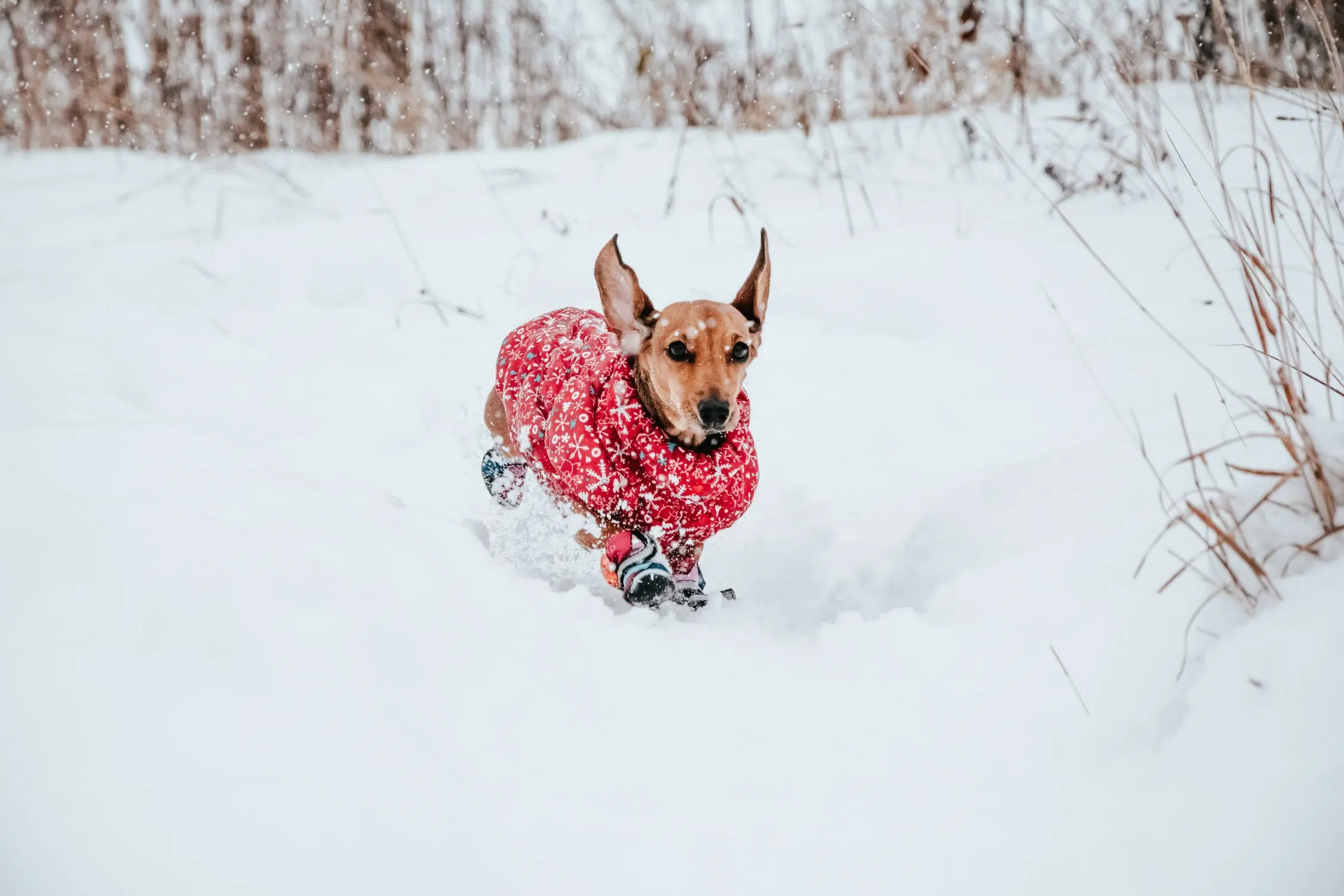 Veterinarian Gives Some Tips on Caring for Your Pet in Cold Weather 