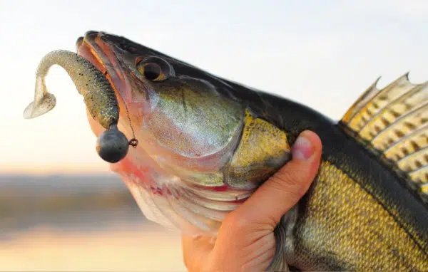 DNR Hosting Another Walleye Management Meeting for Northeast Wisconsin