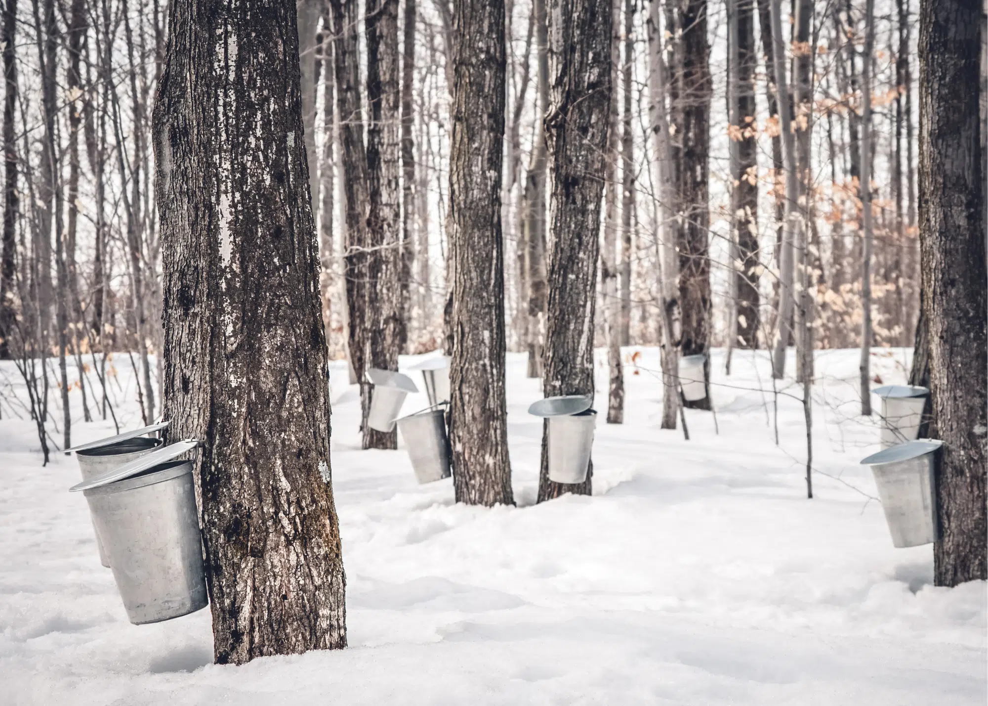 Farm Wisconsin to Host Maple Syrup Days in March