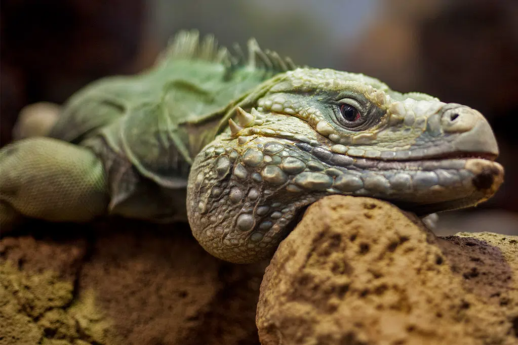 Dozens of Exotic Pets Surrendered During J and R Aquatic Animal Rescue Event