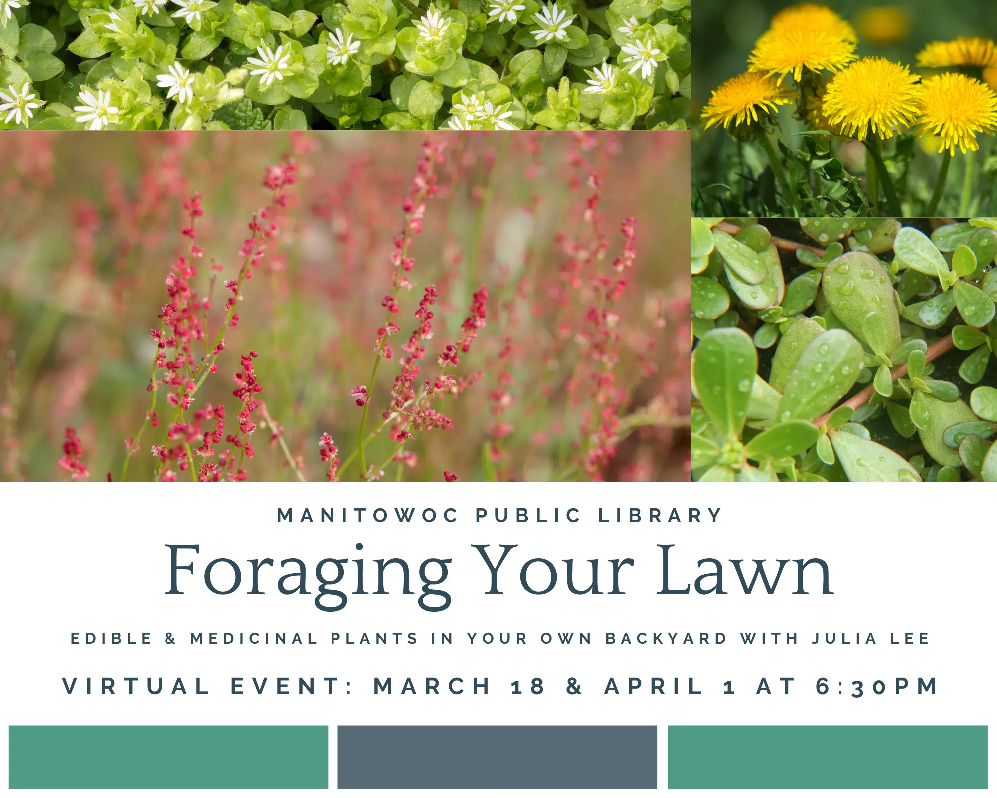 Foraging your Lawn - An Interview with Manitowoc Public Library's Julia Lee