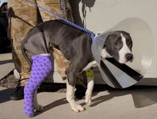 Lakeshore Humane Society Asking the Community for Help in Caring for Injured Dog
