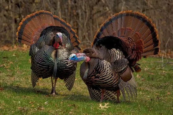 More Turkeys Hunted During Spring Season | Seehafer News