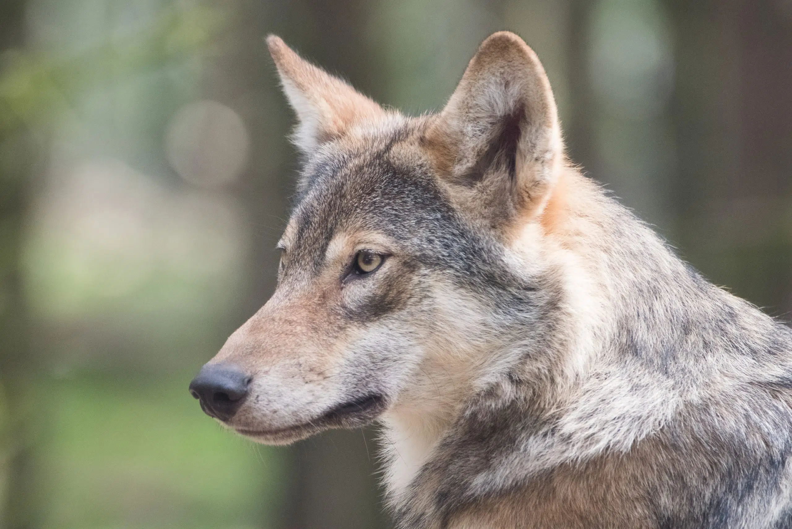 Wisconsin DNR Not Issuing Licenses For Fall Wolf Hunting