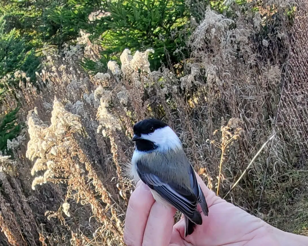 Ripples from the Dunes: Black-Capped Chickadees