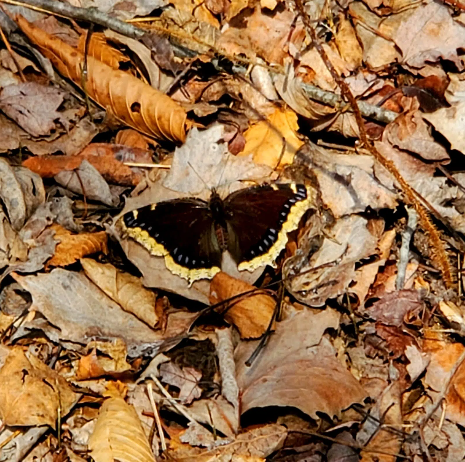 Ripples from the Dunes: Mourning Cloak Butterflies
