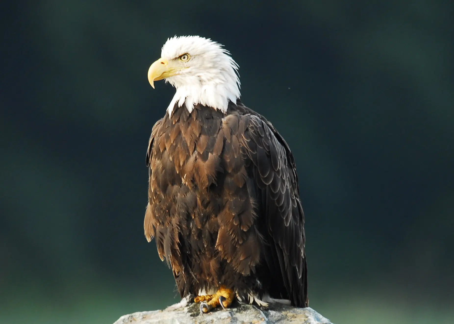 Woodland Dunes Director Voices Concern About Bald Eagle Nest Failure
