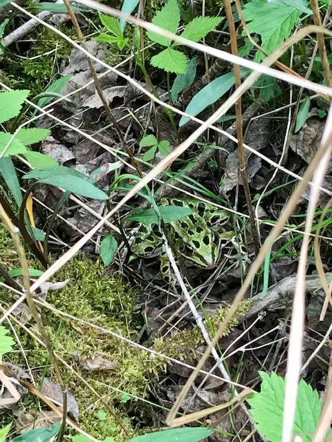 Ripples from the Dunes: Northern Leopard Frog
