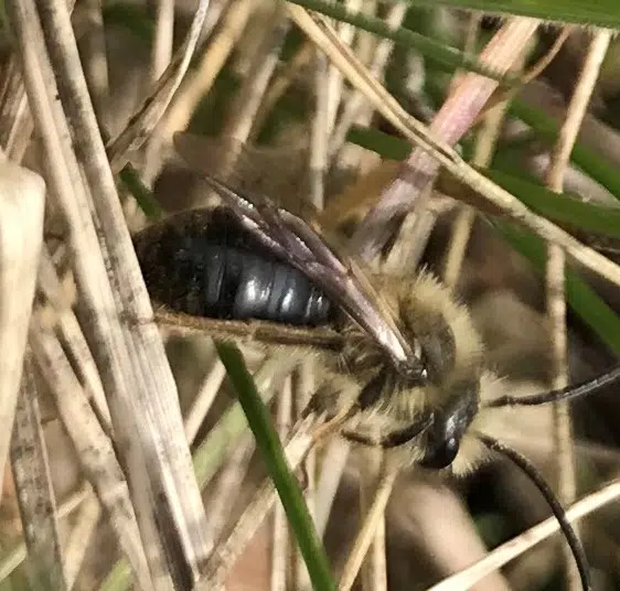 Ripples from the Dunes: Mining Bees