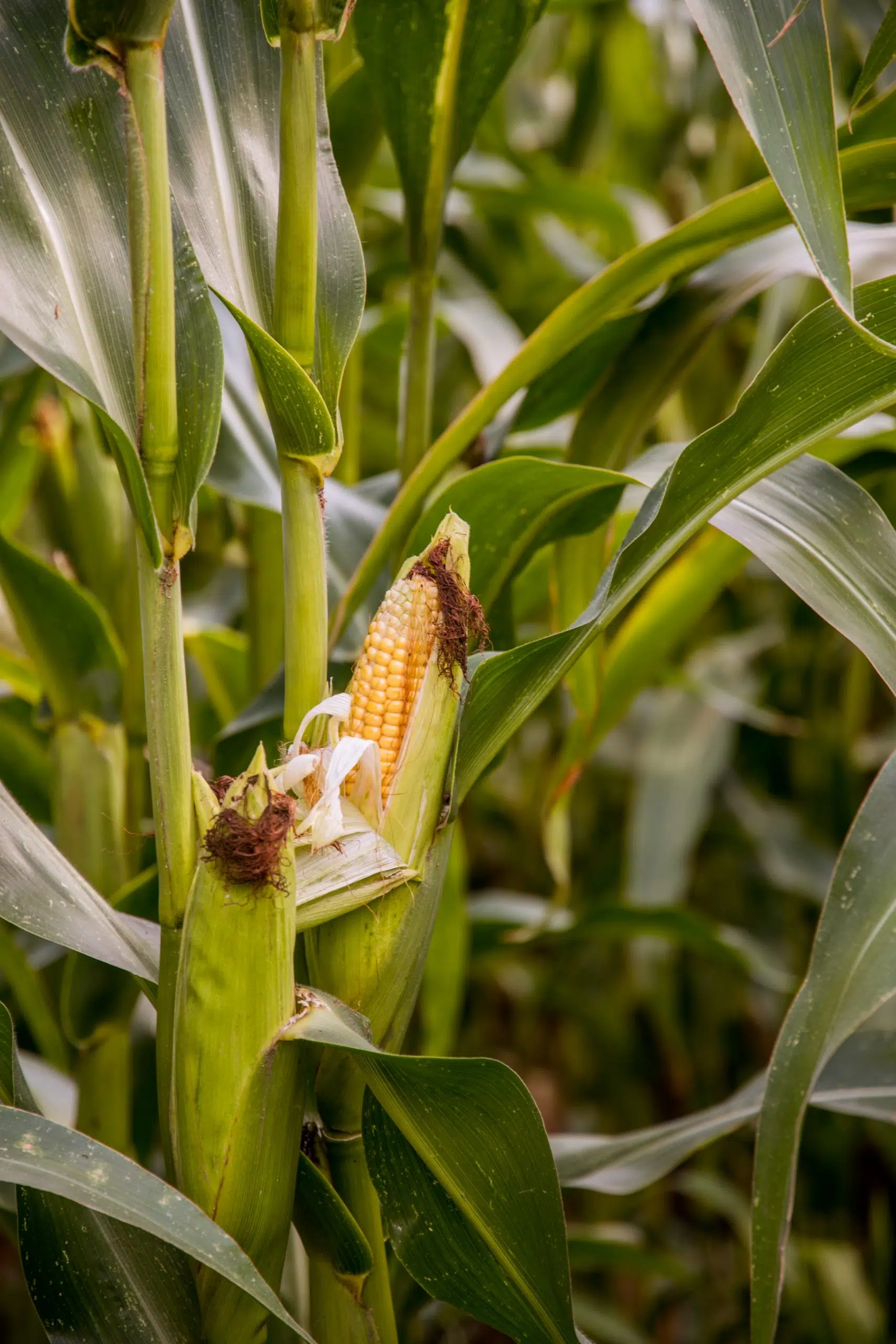 Manitowoc County Ag Educator Says Corn is Drying Slowly in Manitowoc County
