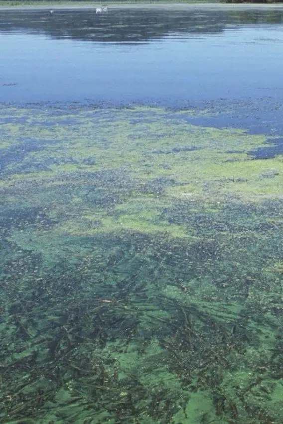 DNR Warns Beachgoers of Blue-Green Algae Risks