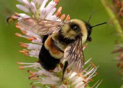 Rare Bee Spotted at an Appleton Home