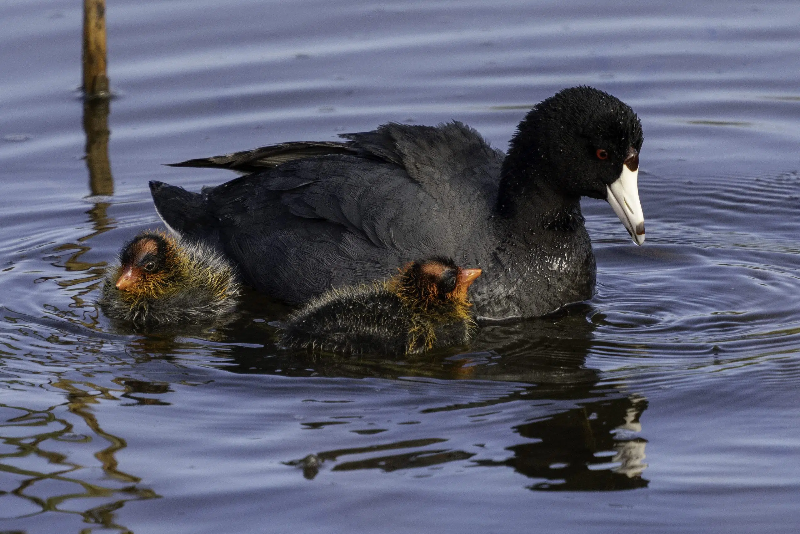 Ripples from the Dunes: American Coot