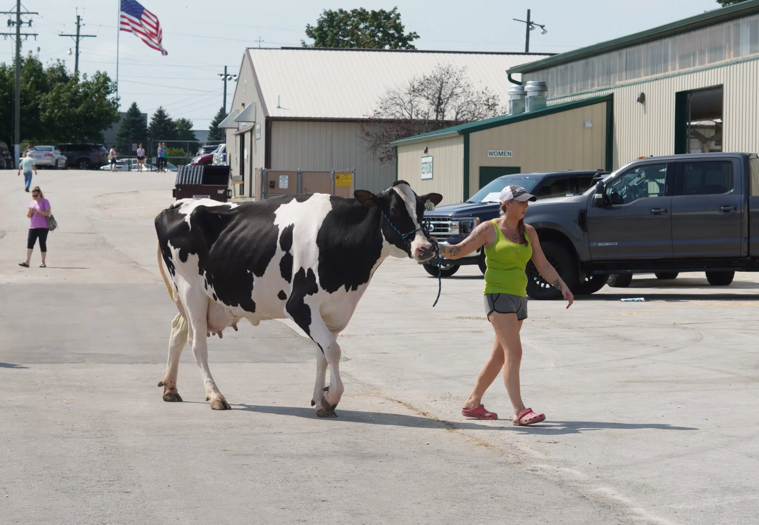 How is Cattle Judging Performed?