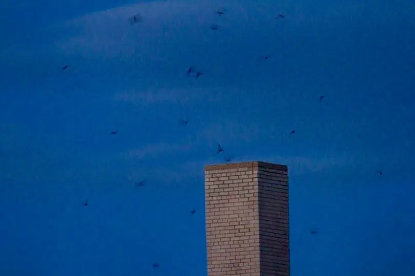 Ripples from the Dunes: Chimney Swifts