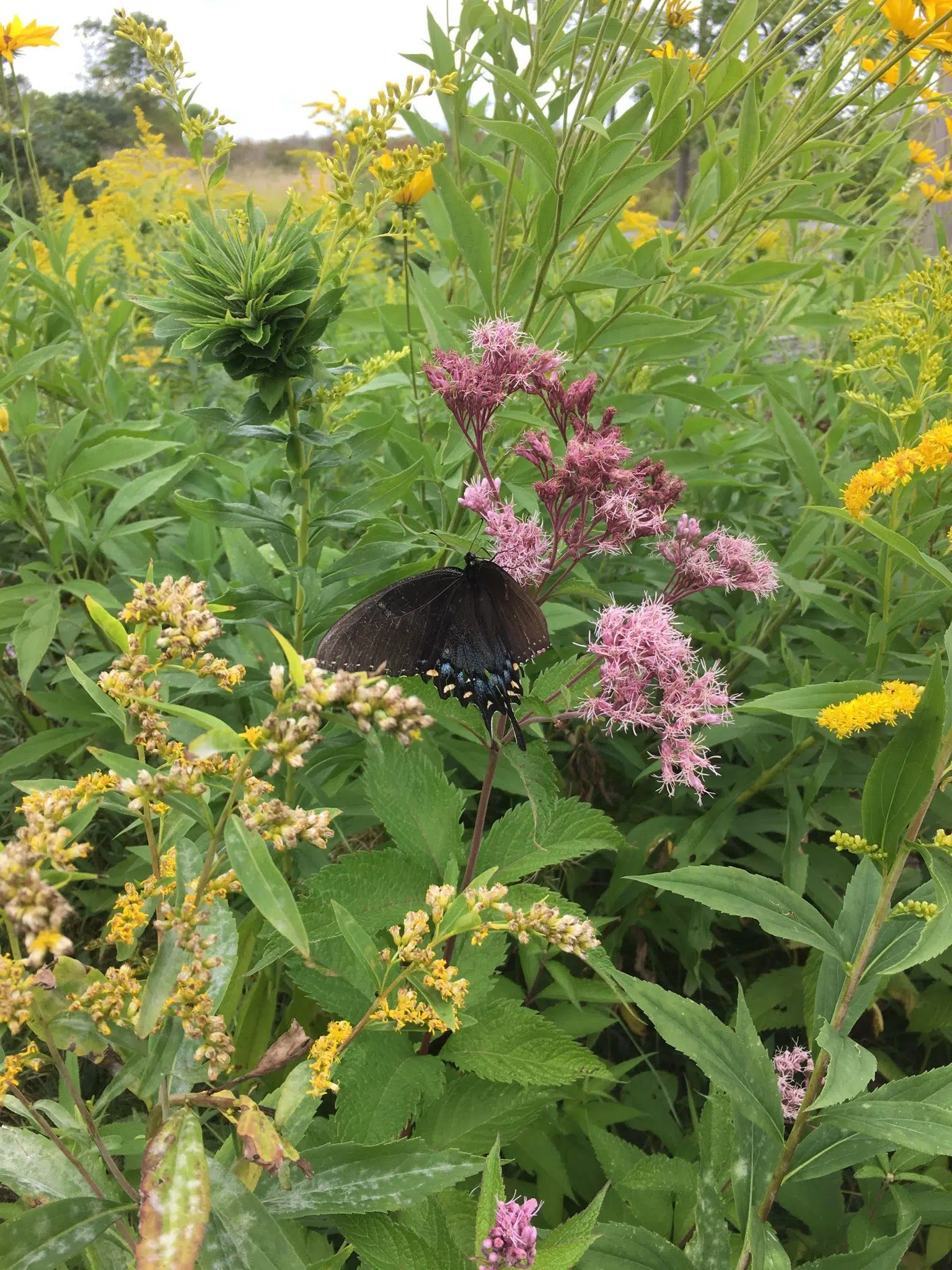 Ripples from the Dunes: Autumn Prairie Gardens