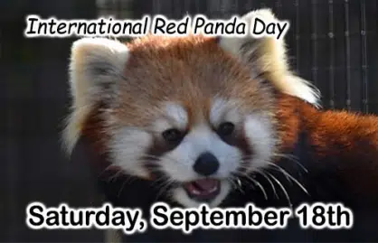NEW Zoo & Adventure Park to Celebrate Red Pandas