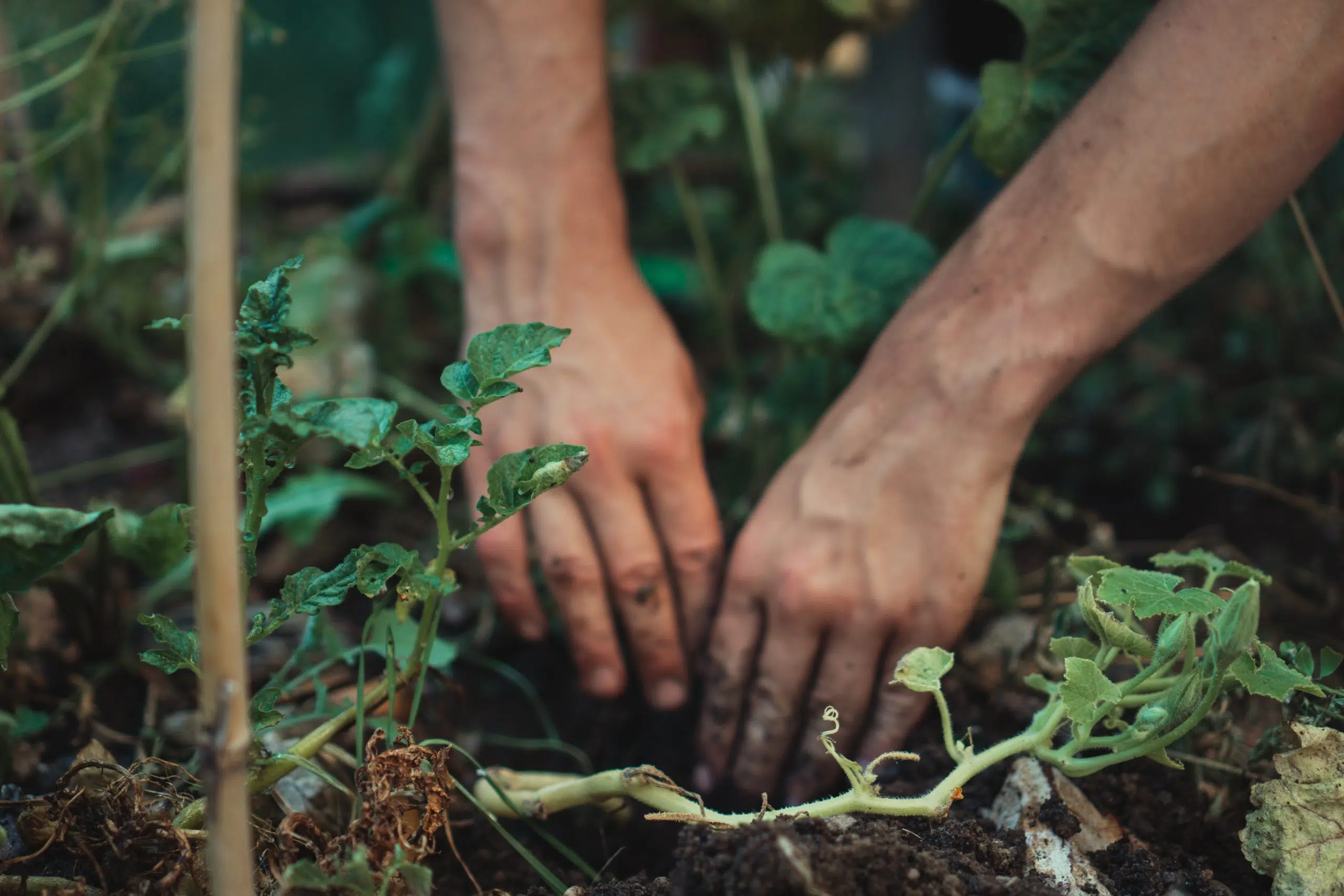 Registration Open until February 1st to Receive Landscape Pesticide Advance Notices