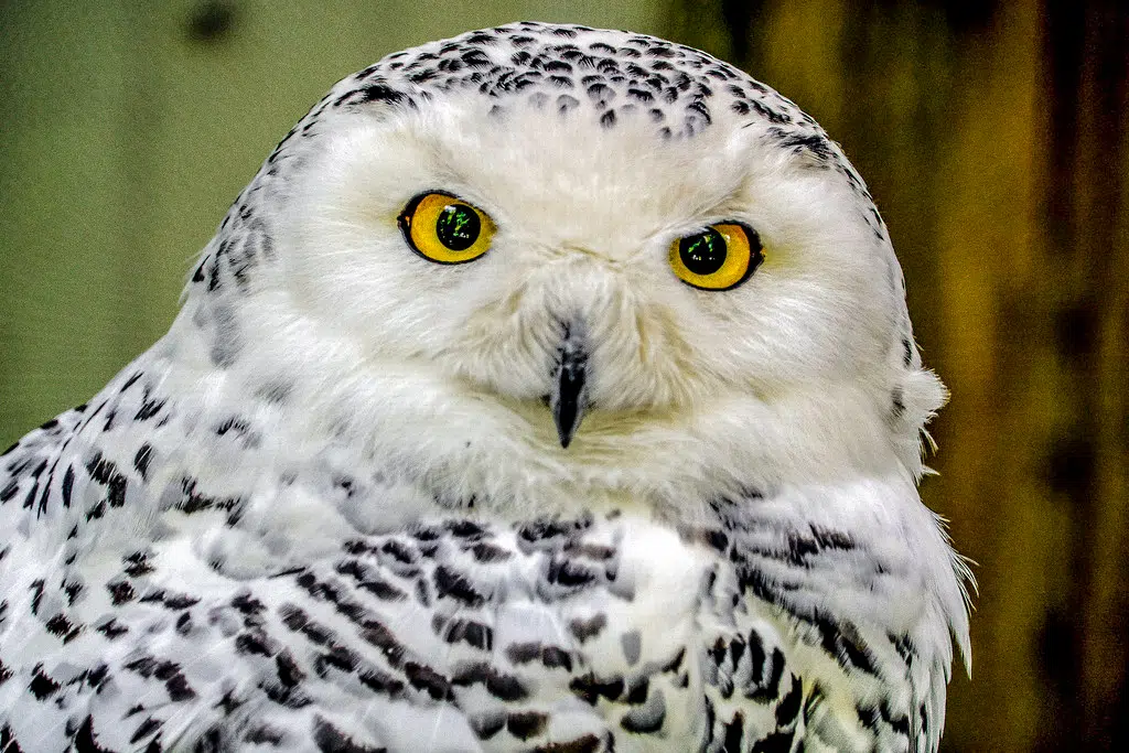 Snowy Owl Sightings in Manitowoc