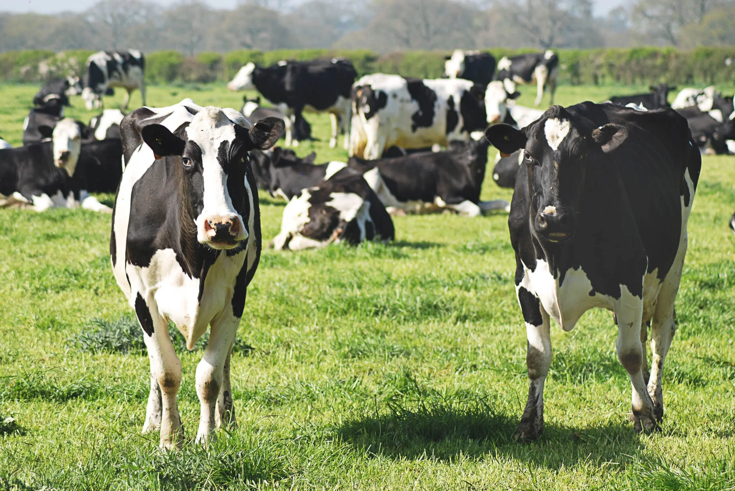 Dairy Business Association: Export Program Will Be Win For Wisconsin Dairy Community