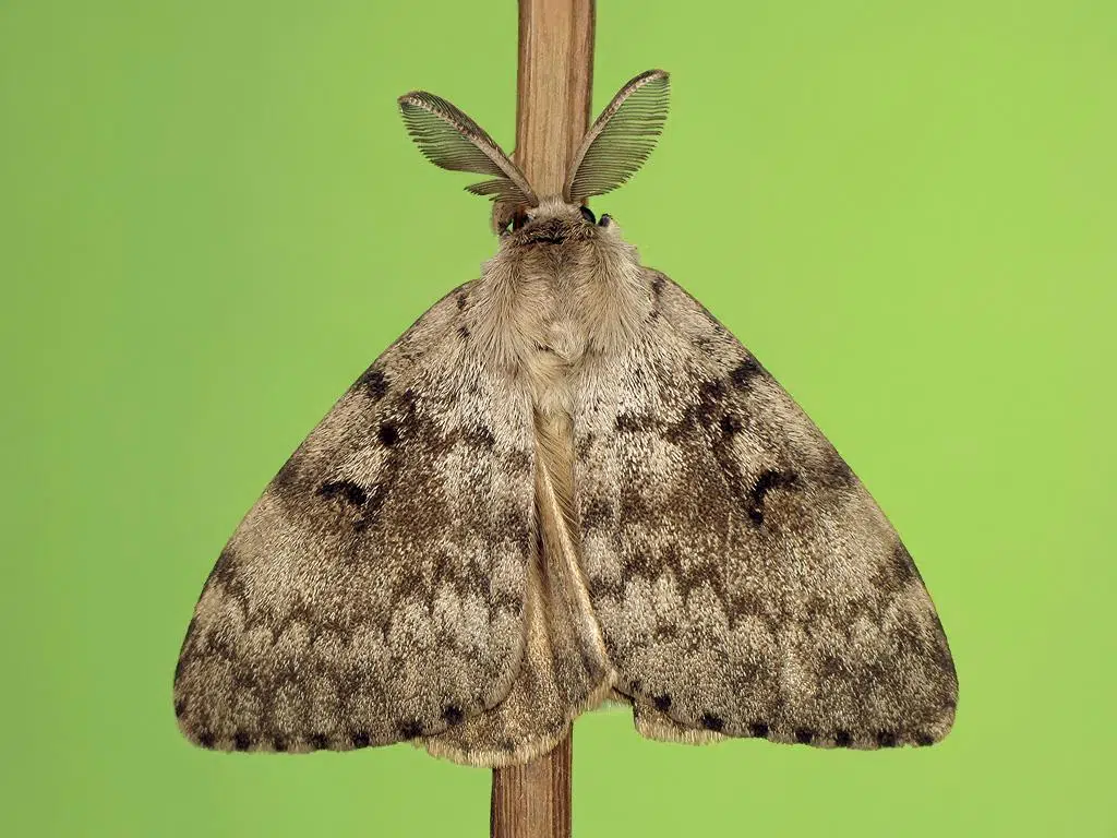 Gypsy Moth Population Continues to Increase