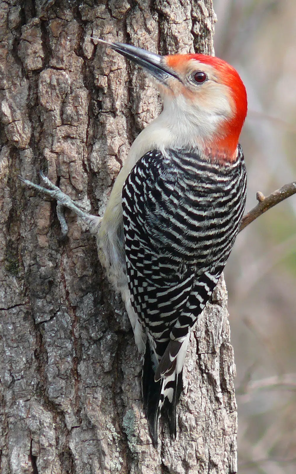 Ripples from the Dunes: Red-Bellied Woodpecker