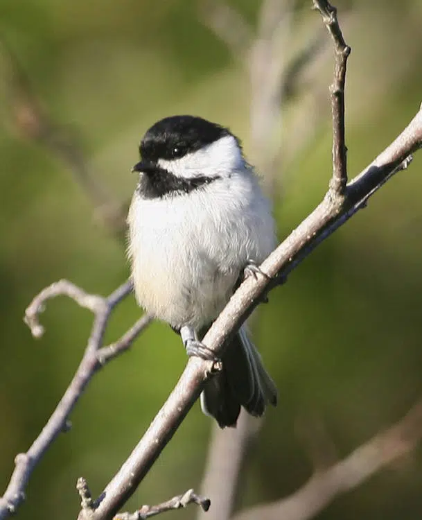 Ripples from the Dunes: Chickadees