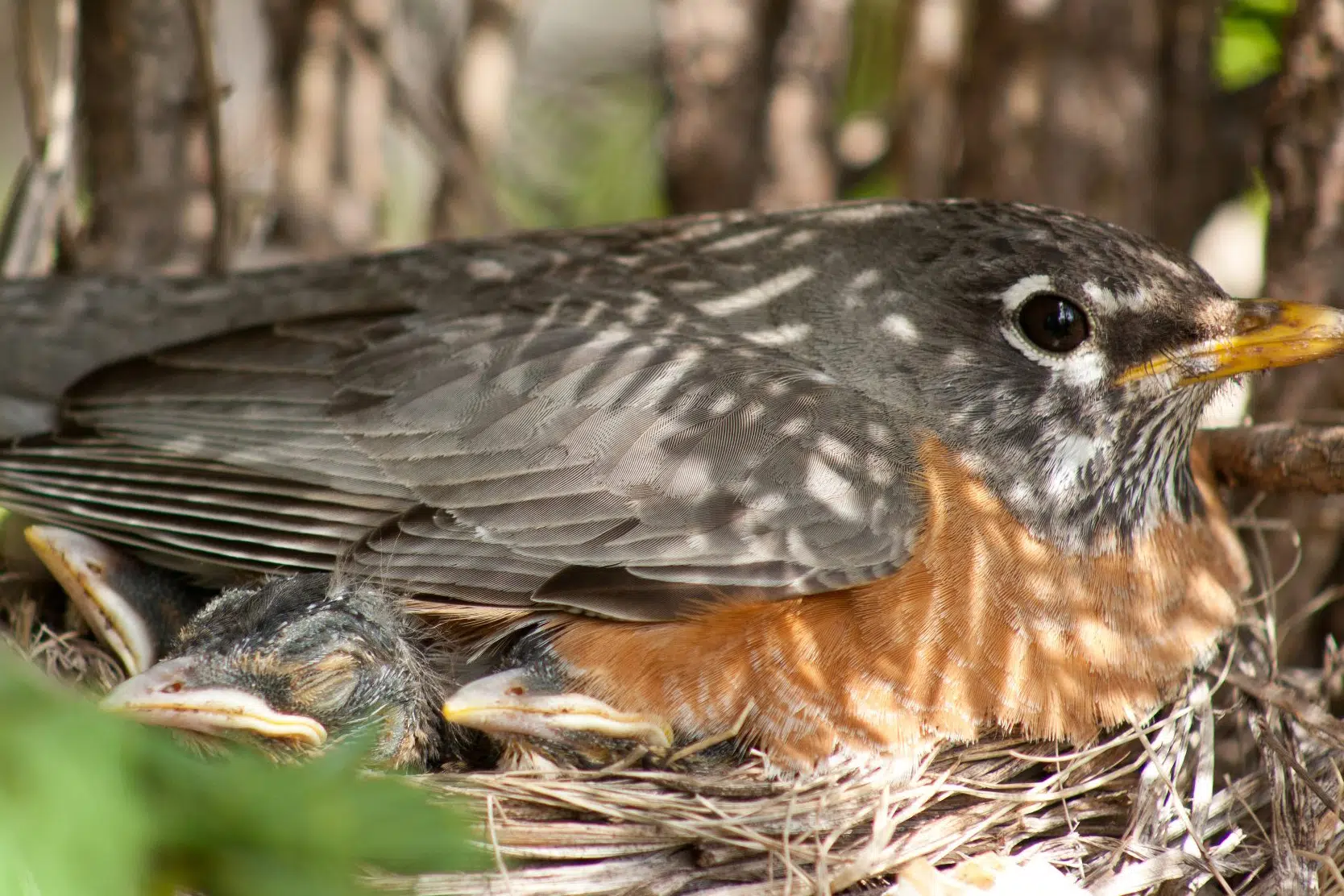 Ripples from the Dunes: No Place Like Home
